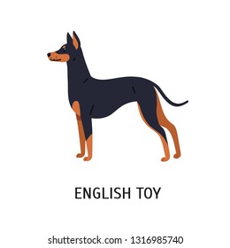 English Toy Terrier. Beautiful small dog of toy breed with short-haired coat, side view. Adorable little purebred pet animal isolated on white background. Vector illustration in flat cartoon style