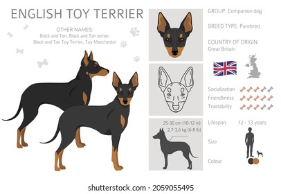 English toy terrier clipart. Different poses, coat colors set.  Vector illustration