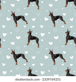 English toy terrier dogs  with Valentine's day white hearts on a grey backgruond. Love doodles hearts with pets holiday texture. Square background, repeatable pattern. St Valentine's day wallpaper.