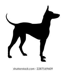 English toy terrier silhouette. Vector dog breeds