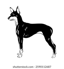 English toy terrier, vector sketch English toy terrier detailed drawn dog.