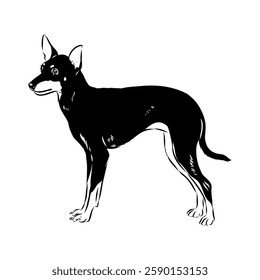 English toy terrier, vector sketch English toy terrier detailed drawn dog.