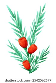 English yew branch with red berry. Vector botanical illustration