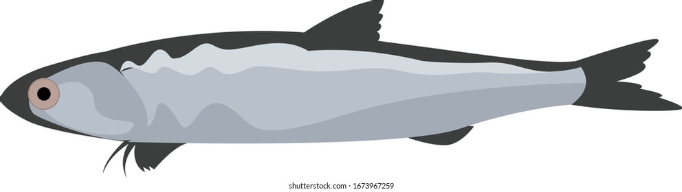 Peces engraulis, ilustración, vector sobre fondo blanco.