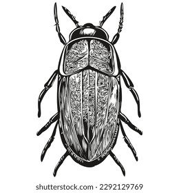 Engrave beetle illustration in vintage hand drawing style beetles
