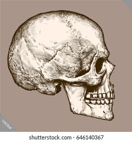 Engrave human skull hand drawn graphic vector illustration art