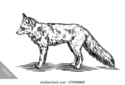 engrave ink draw fox illustration