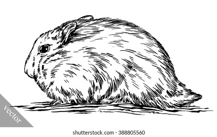 engrave ink draw hamster illustration