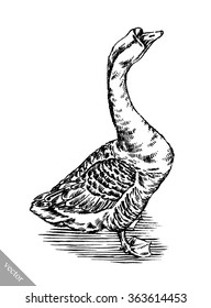 engrave ink draw isolated duck illustration