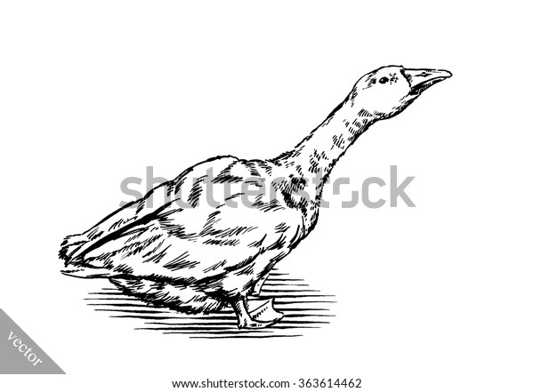 Engrave Ink Draw Isolated Duck Illustration Stock Vector (Royalty Free ...