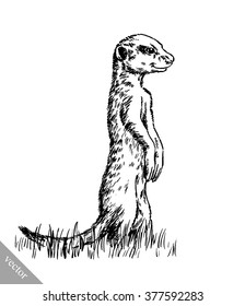 engrave ink draw meerkat illustration