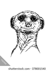 engrave ink draw meerkat illustration