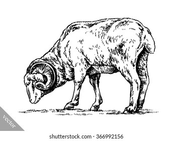 engrave ink draw sheep illustration