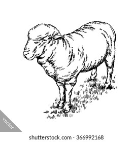 engrave ink draw sheep illustration