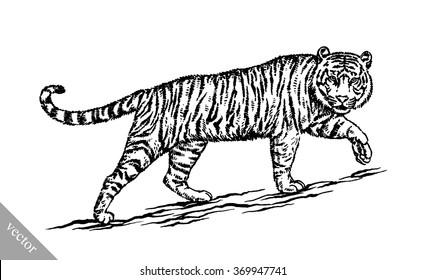 engrave ink draw tiger illustration