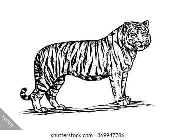 engrave ink draw tiger illustration