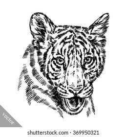 engrave ink draw tiger illustration
