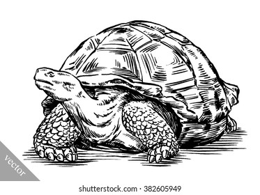 engrave ink draw turtle illustration