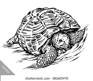 engrave ink draw turtle illustration