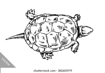 engrave ink draw turtle illustration