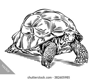 engrave ink draw turtle illustration