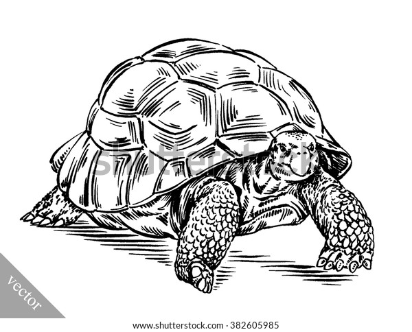 Engrave Ink Draw Turtle Illustration Stock Vector (Royalty Free) 382605985