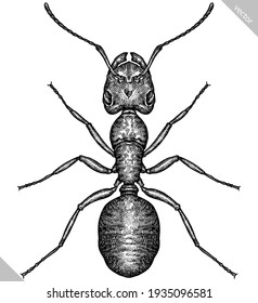 Engrave isolated ant hand drawn graphic illustration