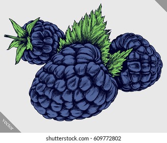 Engrave Isolated BlackBerry Hand Drawn Graphic Vector Illustration