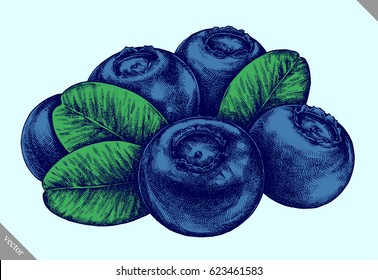 Engrave isolated blueberry hand drawn graphic vector illustration