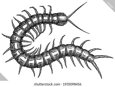 Engrave ilustración gráfica de centipete aislado a mano