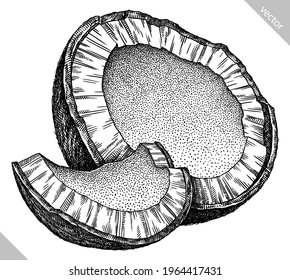 Engrave isolated coconut hand drawn graphic vector illustration