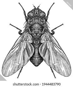 Engrave ilustración gráfica de la mosca aislada