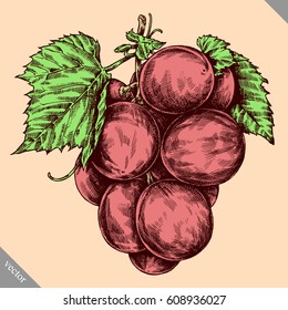 Engrave isolated grape berry hand drawn graphic illustration