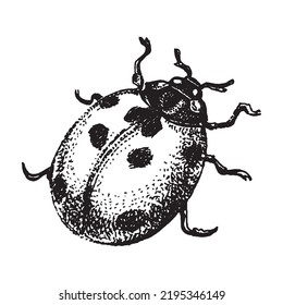 Engrave isolated ladybug hand drawn sketch illustration