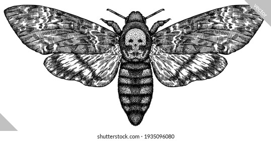 Engrave Isolated Moth Hand Drawn Graphic Illustration