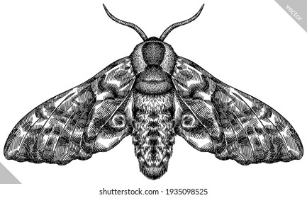 Engrave isolated moth hand drawn graphic illustration