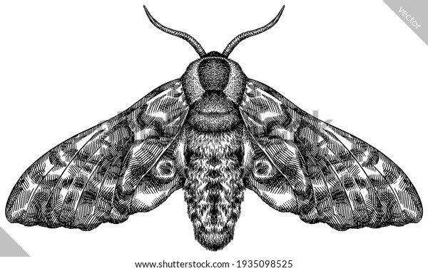 Engrave Isolated Moth Hand Drawn Graphic Stock Vector (Royalty Free ...