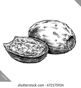 Engrave isolated prickly pear hand drawn graphic vector illustration