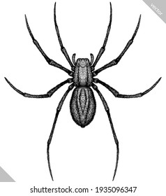 Engrave isolated spider hand drawn graphic illustration