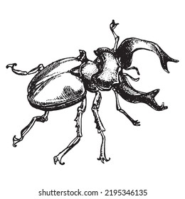 Engrave Isolated Stag Beetle Hand Drawn Sketch Illustration