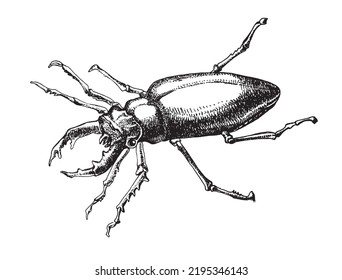 Engrave Isolated Stag Beetle Hand Drawn Sketch Illustration.