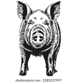 Engrave Pig illustration in vintage hand drawing style hog
