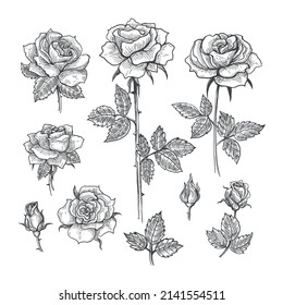 Engrave sketch roses. Drawing rose etching black vector illustration, ink engraving sketched flores for cards, hand drawn monochrome floral buds decorative botanical flowers