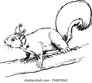 engrave squirrel illustration