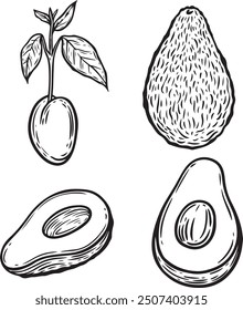 Engraved avocado vector illustration collection.