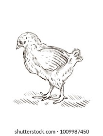 Engraved baby chick illustration.