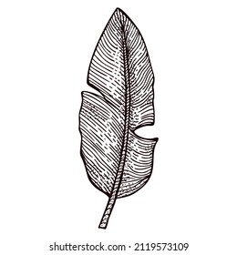 Engraved banana leaf isolated. Retro element tropical plants in hand drawn style. Engraving design for poster, print, bookillustration, logo, icon, tattoo. Vintage vector illustration.