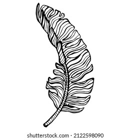 Engraved banana leaf isolated. Retro element tropical plants in hand drawn style. Engraving design for poster, print, bookillustration, logo, icon, tattoo. Vintage vector illustration.
