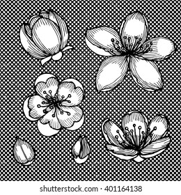 Engraved cherry blossom in vintage style, vector