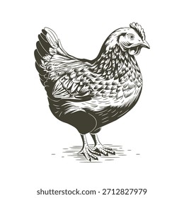 Ilustración animal rústica de la granja de las ilustraciones grabadas de la gallina del pollo para los Productos orgánicos